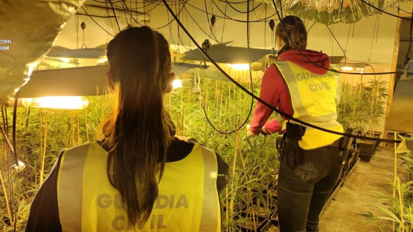 Desmantellades dues plantacions amb més de 300 plantes de marihuana a Calafell