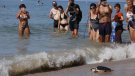 Alliberades catorze tortugues a la platja de Calafell després d'un any en captivitat