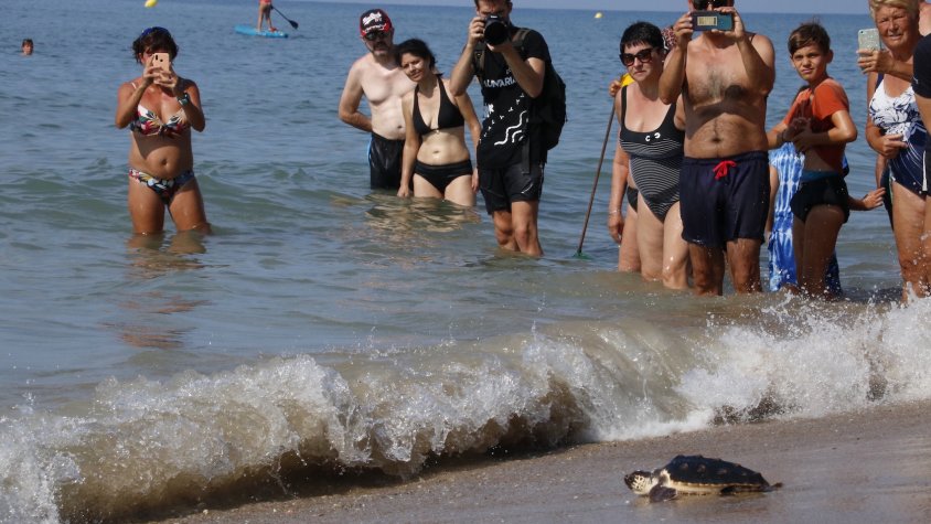 Alliberades catorze tortugues a la platja de Calafell després d'un any en captivitat