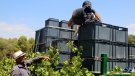 Unió de Pagesos preveu que el volum de la verema a Catalunya caurà almenys un 25% degut a la sequera i els cops de calor