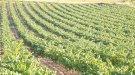 Un grup de viticultors del Penedès i l'Alt Camp subhasta benèficament la verema d'una vinya per més de 10.000 euros