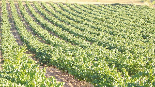 Un grup de viticultors del Penedès i l'Alt Camp subhasta benèficament la verema d'una vinya per més de 10.000 euros