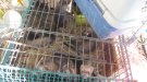 Desmantellen una granja il·legal amb prop de 40 fures a Cunit