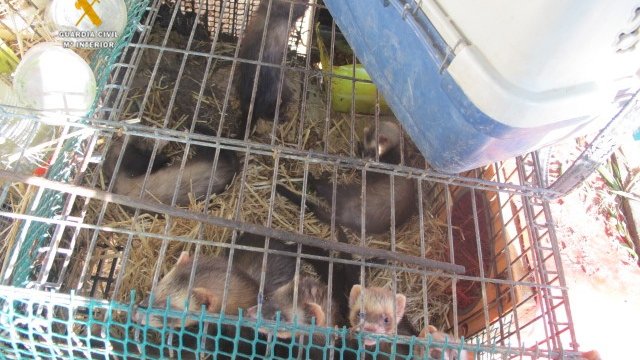 Desmantellen una granja il·legal amb prop de 40 fures a Cunit