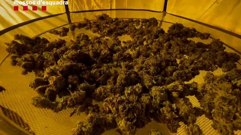 Ingressen a presó quatre dels vuit membres d'un grup criminal detinguts a Segur de Calafell per dues plantacions interiors de marihuana