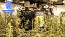 Intervenen més de 1.800 plantes de marihuana en dues plantacions interiors al Vendrell i a Cubelles