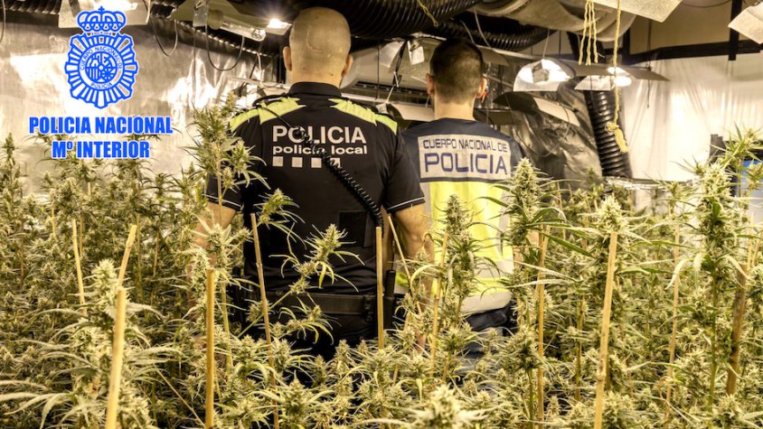 Intervenen més de 1.800 plantes de marihuana en dues plantacions interiors al Vendrell i a Cubelles