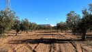 Unió de Pagesos s'oposa a la requalificació de 84 hectàrees de sòl agrari a la Bisbal del Penedès per construir-hi un nou polígon