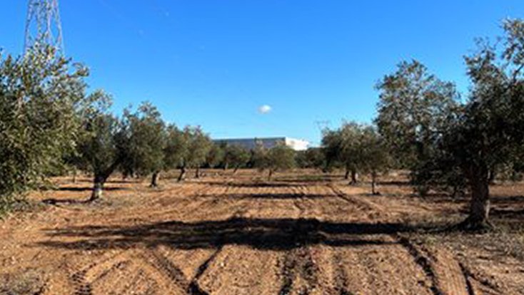 Oliveres en terrenys afectats pel nou polígon. Unió de Pagesos