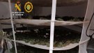 Noves plantacions de marihuana desarticulades a Cunit