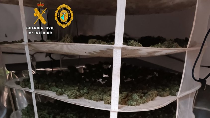 Noves plantacions de marihuana desarticulades a Cunit