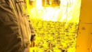 Detingudes dues persones al Baix Penedès relacionades amb el cultiu interior de més d’un miler de plantes de marihuana
