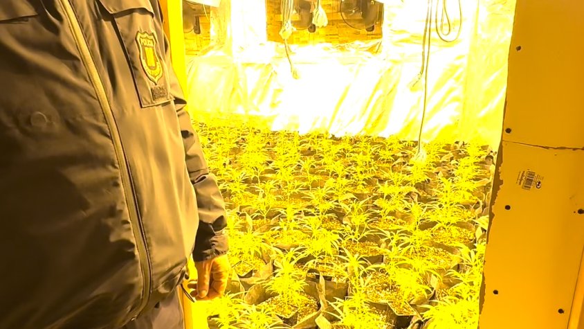 Detingudes dues persones al Baix Penedès relacionades amb el cultiu interior de més d’un miler de plantes de marihuana