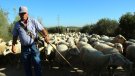 El Baix Penedès senyalitza tretze camins ramaders mil·lenaris com a nou reclam turístic