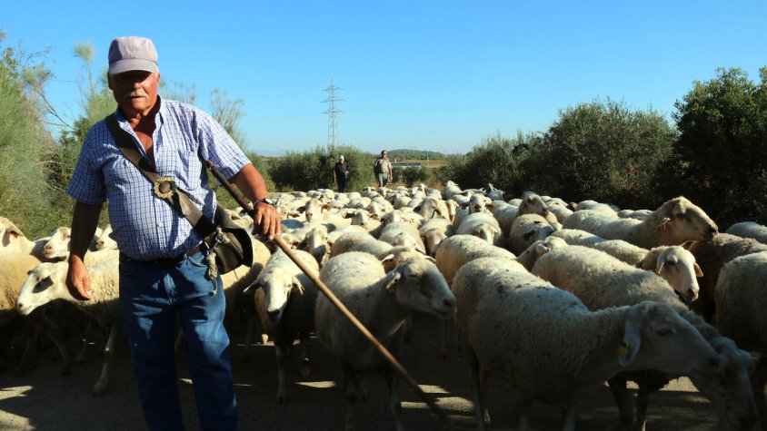 El Baix Penedès senyalitza tretze camins ramaders mil·lenaris com a nou reclam turístic