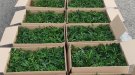 Detingudes tres persones per transportar més de 1.000 plantes de marihuana a la Bisbal del Penedès