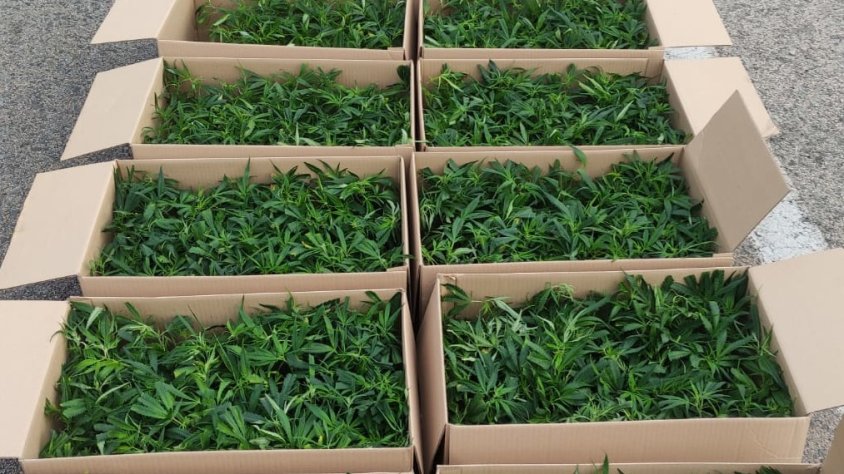 Detingudes tres persones per transportar més de 1.000 plantes de marihuana a la Bisbal del Penedès