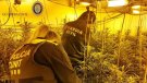 Desmantellada una plantació de marihuana en un habitatge de Cunit per segona una vegada en poc més d'un any