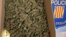 Desarticulen al Vendrell un grup criminal dedicat al cultiu interior de marihuana