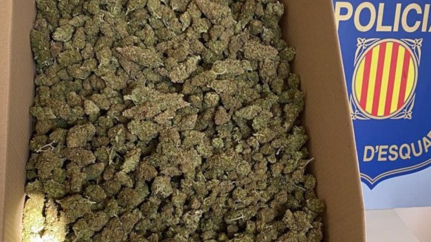 Desarticulen al Vendrell un grup criminal dedicat al cultiu interior de marihuana