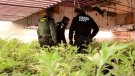 Almenys deu detinguts en un macrooperatiu contra el cultiu de marihuana en municipis del Baix Penedès i Tarragonès