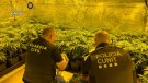Dos detinguts per tràfic de drogues per cultivar 452 plantes de marihuana en un xalet de Cunit