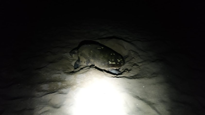 Es registra una posta d’ous de tortuga marina a les platges del Vendrell