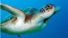La tortuga babaua a la platja de Coma-ruga