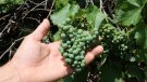 Els costos de producció del quilo de raïm per elaborar cava ascendeixen a 0,62 i 0,67 euros aquesta verema