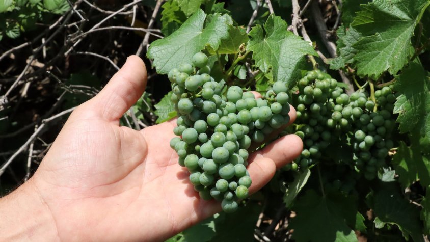 L'estudi s'elabora en base a les dades recollides al Penedès, la Conca de Barberà i Tarragona.