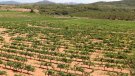 Unió de Pagesos apunta que el quilo de raïm s'ha de pagar per sobre dels 0,60 € perquè el viticultor es pugui guanyar la vida