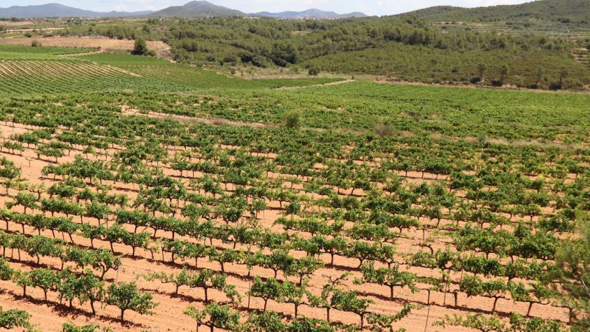 Tenint en compte la poca producció qui hi haurà enguany i responent a la llei de l'oferta i la demanda, Unió de Pagesos recorda la petició que ja va fer a principi de mes perquè els cellers paguin el raïm a un preu just.