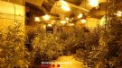 Els Mossos d’Esquadra desmantellen un grup criminal responsable de 4 plantacions interiors de marihuana a Segur de Calafell i Sant Esteve Sesrovires