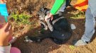 Rescaten un gos abandonat amb hipotèrmia i estat greu de desnutrició en un camí de la Bisbal del Penedès