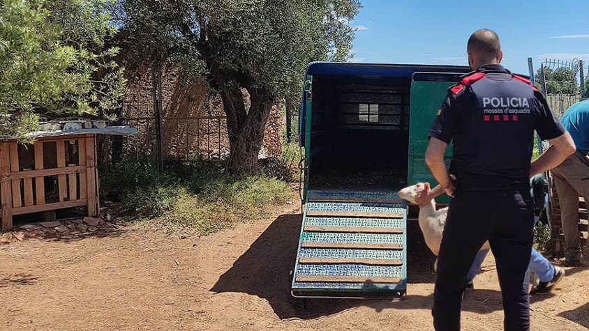 Robatori de 80 xais en una explotació ramadera situada al terme municipal de Santa Oliva.