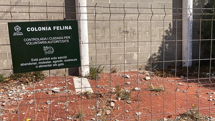 L’obligació de gestionar i controlar les colònies de gats comunitaris recau sobre l’ajuntament del municipi on es trobin.