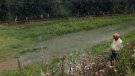 La renda agrària catalana puja un 14,79% el 2023 i trenca la tendència negativa de dos anys gràcies al porcí i la fruita