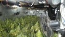 Els Mossos d’Esquadra desmantellen una plantació a Santa Oliva i detenen un home per tràfic de drogues