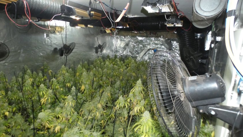 Els Mossos d’Esquadra desmantellen una plantació a Santa Oliva i detenen un home per tràfic de drogues