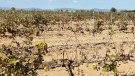 La FCAC reclama la constitució de la Comunitat de Regants del Penedès per fer front al canvi climàtic