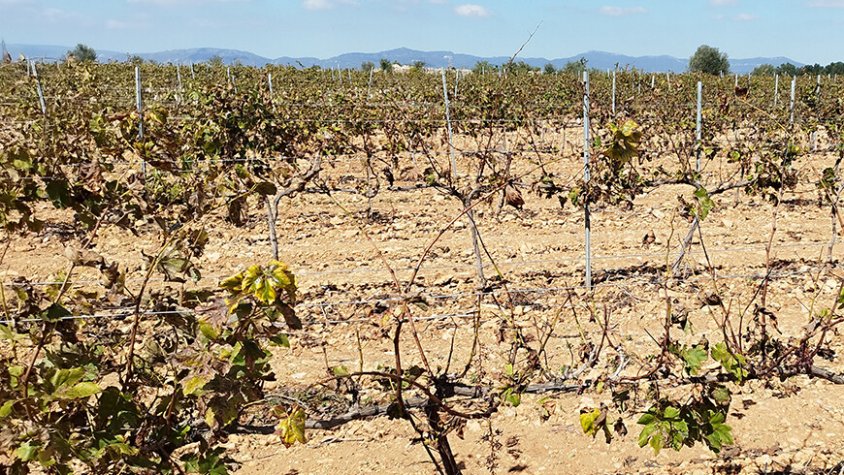Efectes de la sequera a la vinya (2023). Foto: FCAC