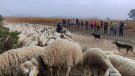 Nova edició de la Carrerada de Santa Coloma per reviure la transhumància pels camins ramaders del Penedès