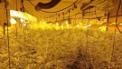 Escorcollen una plantació de marihuana a Albinyana en una operació internacional contra el narcotràfic