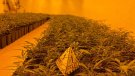 Els Mossos troben un miler de plantes de marihuana a l'interior d'un xalet d'Altafulla i detenen tres persones