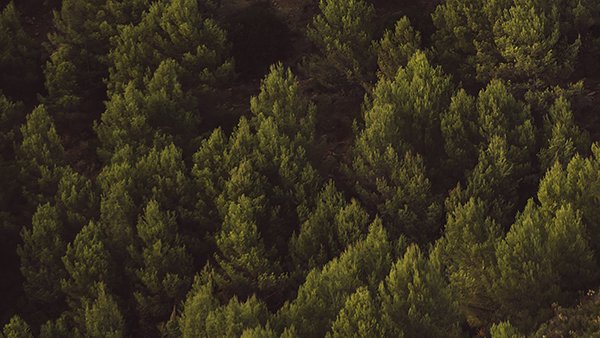 Entre les propostes que han rebut els ajuts hi trobem, per exemple, l’obertura de franges perimetrals a Alfara de Carles