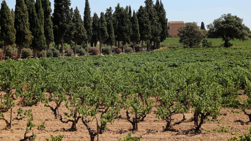 El Penedès es proposa entrar al ‘top 10’ europeu dels destins enoturístics en menys de cinc anys