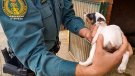 La Guàrdia Civil investiga diversos casos de maltractament animal a Tarragona, un a Bellvei