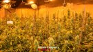 Desmantellen un grup que cultivava marihuana a les comarques de Tarragona
