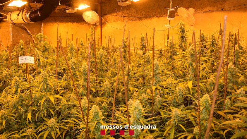 Desmantellen un grup que cultivava marihuana a les comarques de Tarragona