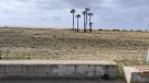 La platja de Coma-ruga comptarà amb un espai de convivència amb gossos